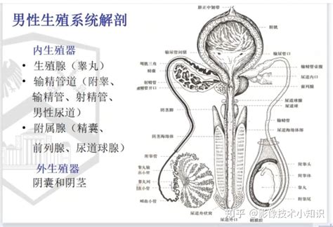 生殖器長|男性生殖系統